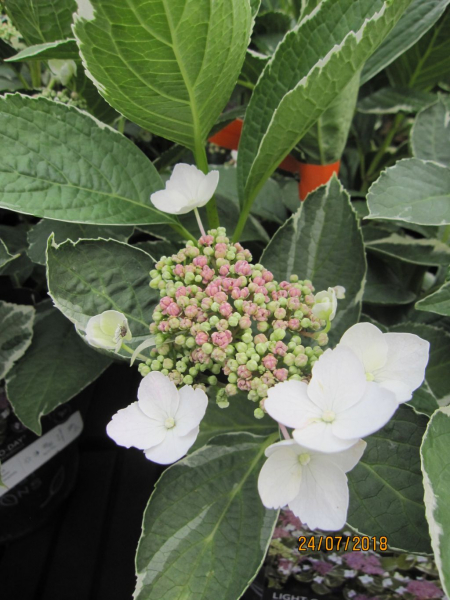 Hydrangea macrophylla Light-O-Day